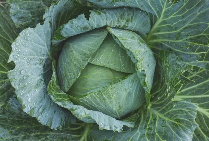 fresh cabbage