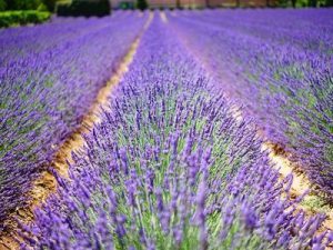 lavender flowers