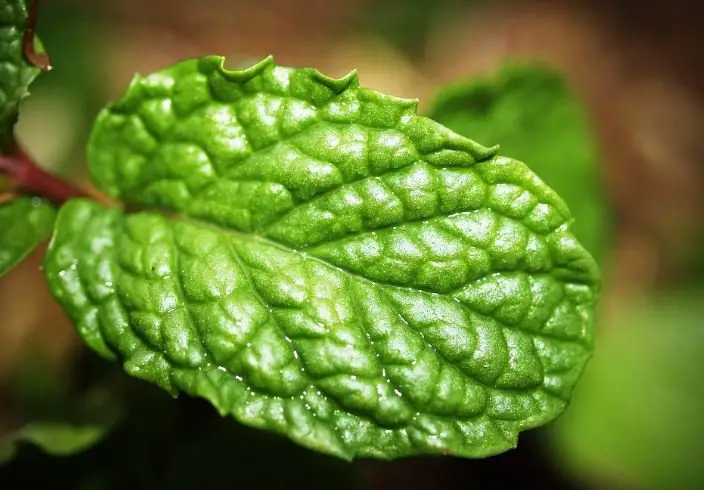 peppermint leaves