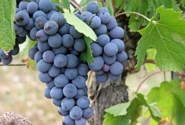 grapes on tree