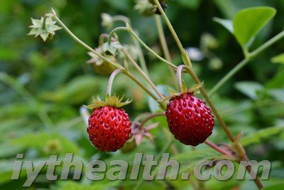 Juicy wild strawberries