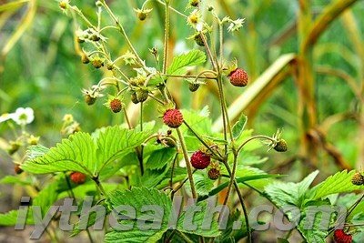 Wild strawberry in the forest