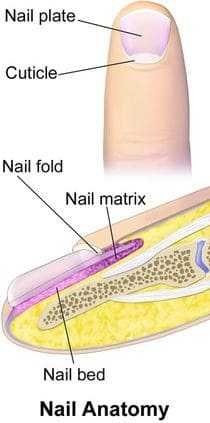 Blausen Finger Nail Anatomy