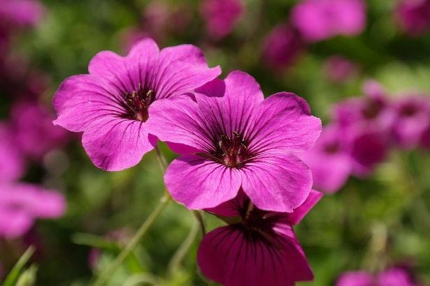 geranium