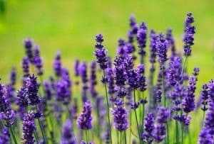 Lavender