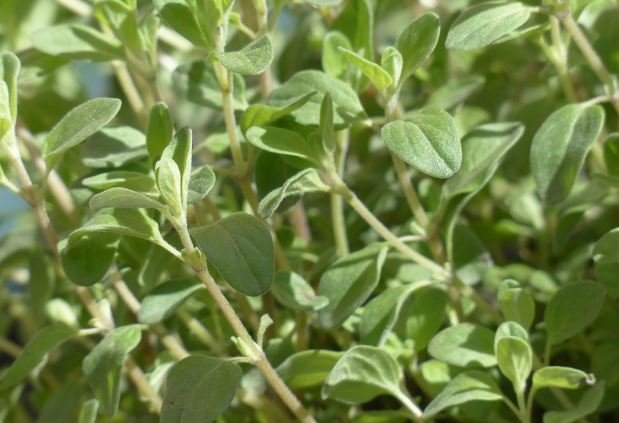 marjoram