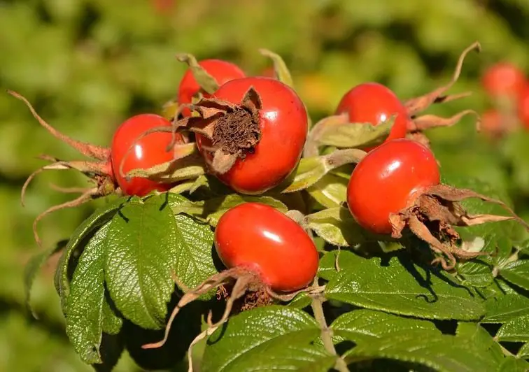 Rose Hip (Wild Rose)