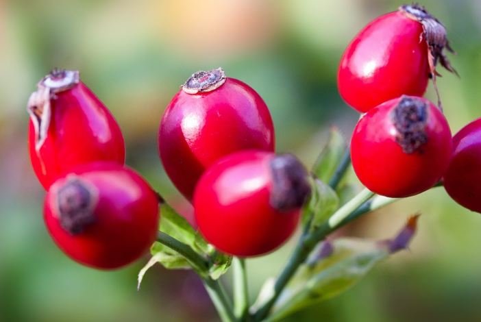 Rose Hips