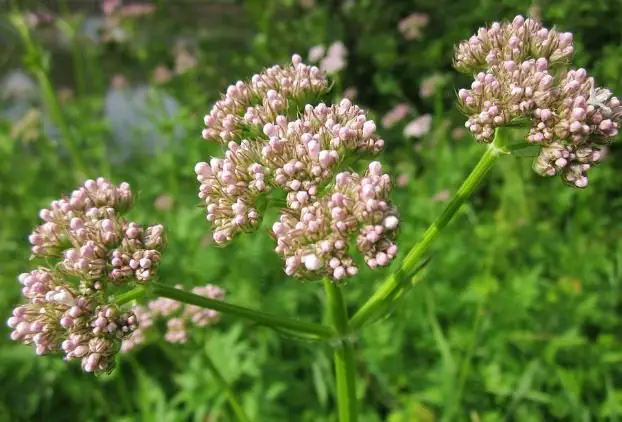 valeriana