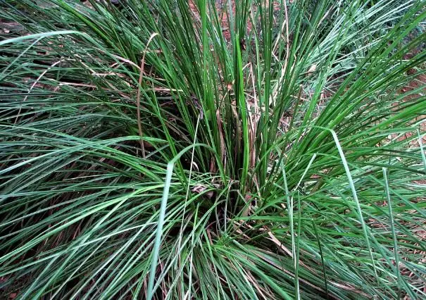 vetiver