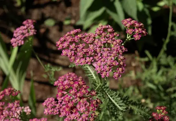 yarrow