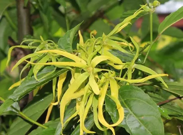 ylang ylang