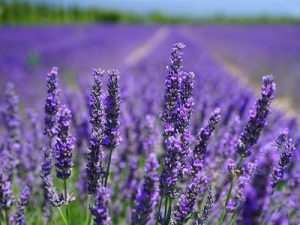 blooming lavender