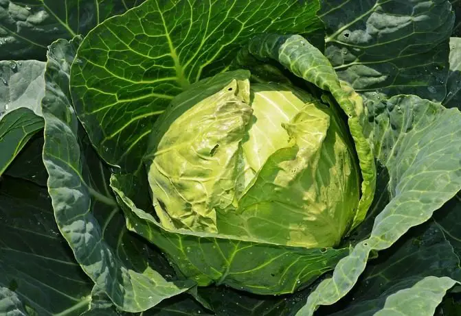 cabbage