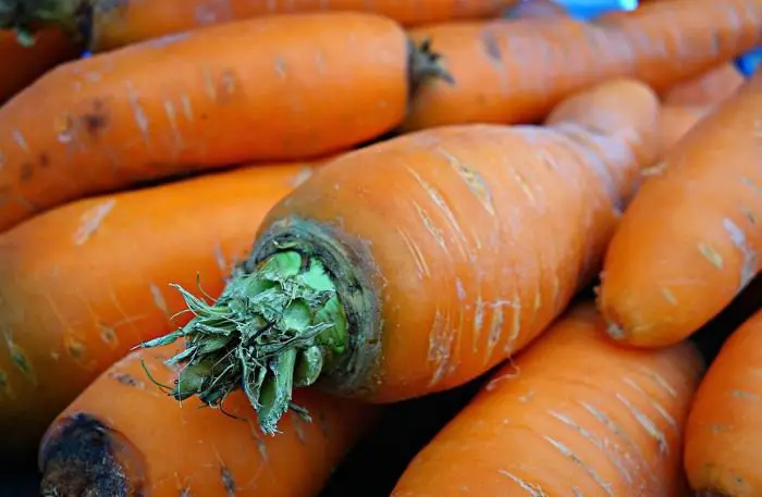 carrot