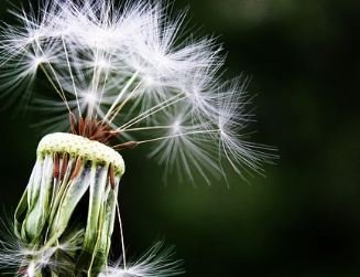 Dandelion seeds