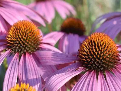 echinacea