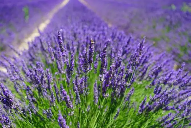 lavender field