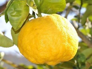 lemon hanging on the tree