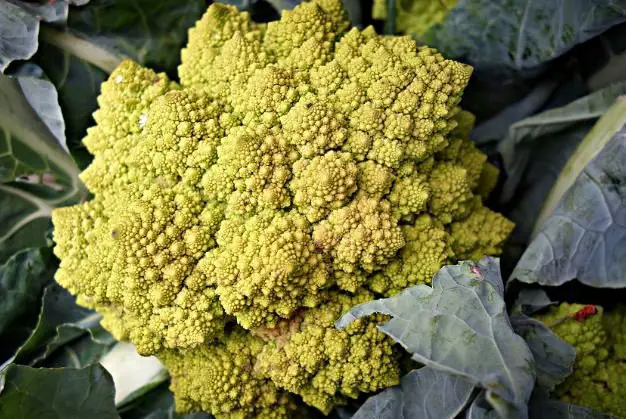 Roman cauliflower--source of vitamin K