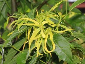 ylang ylang flower