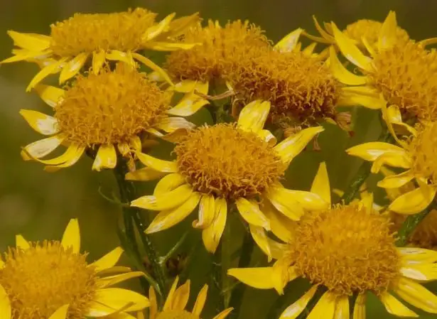 Arnica flowers