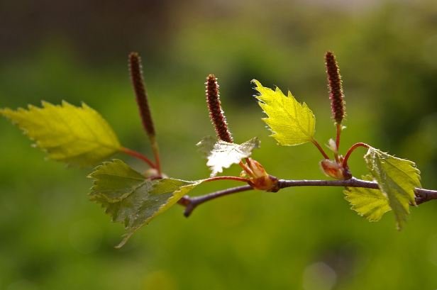 Birch Leaf