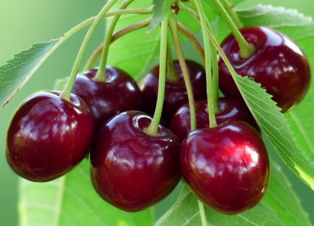 Cherries