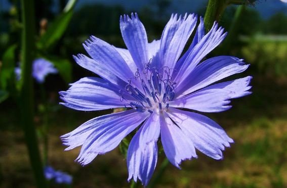 Chicory flower