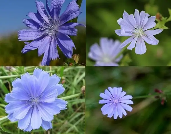 Chicory