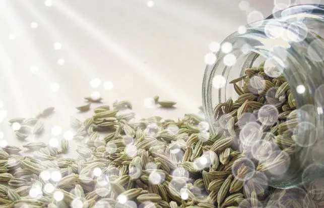 Fennel seeds in a glass jar