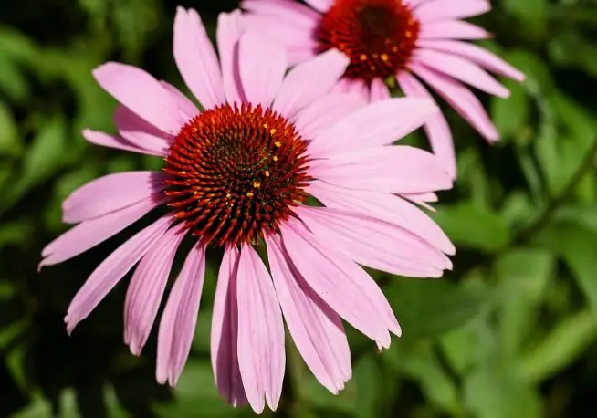 Flower Of Echinacea