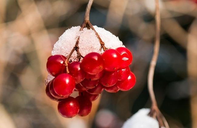 Frozen viburnum