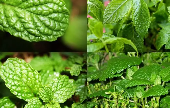 Grass mint