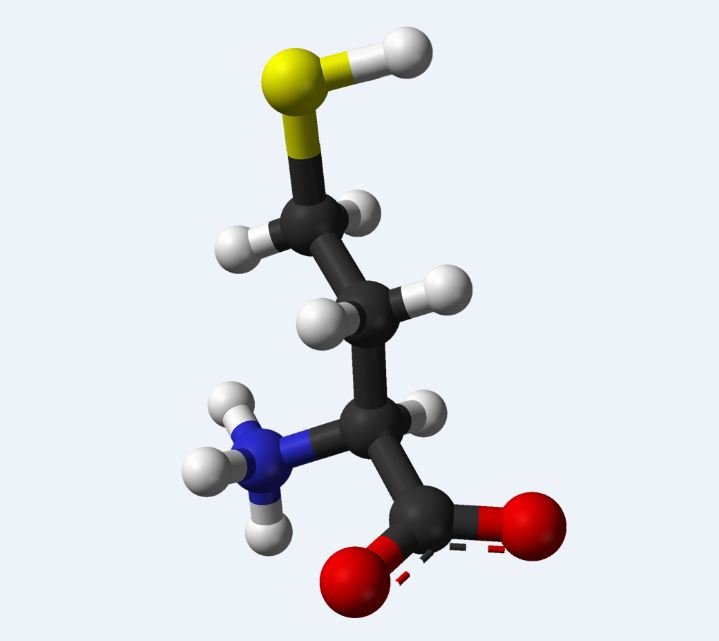 Homocysteine 3D model