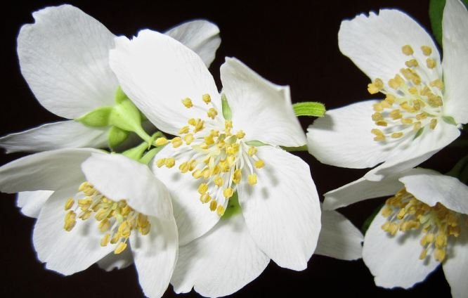 Jasmine flower