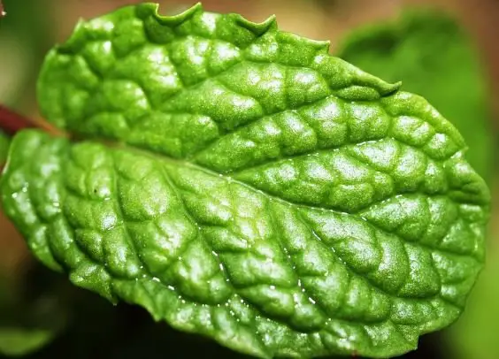 Mint leaf