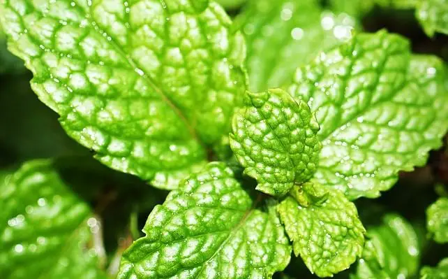 Mint leaves