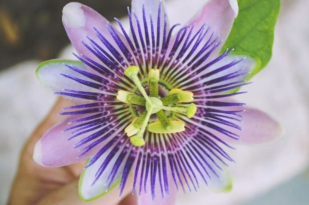 Passion flower