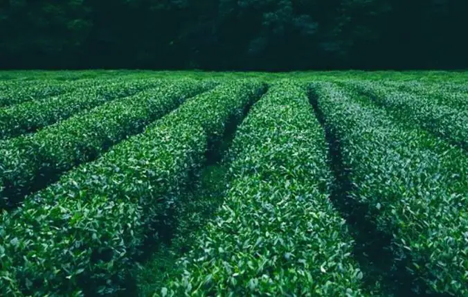Plantation of green tea