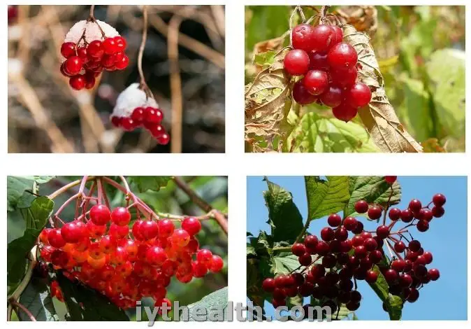 Ripe viburnum