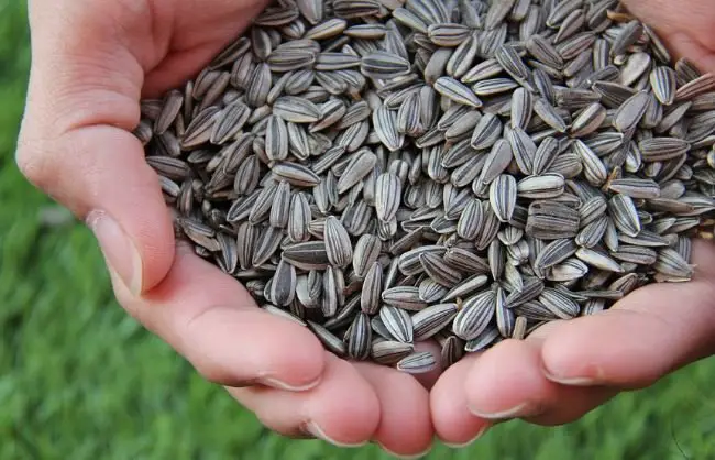 Sunflower seeds