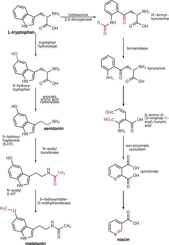 Tryptophan metabolism