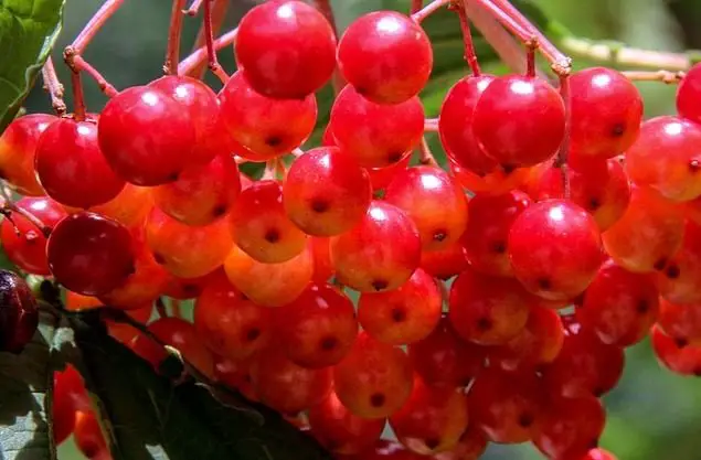 Viburnum beam