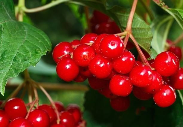 Viburnum on tree