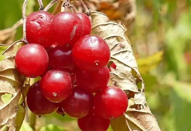 Viburnum