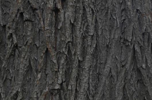 Willow Bark