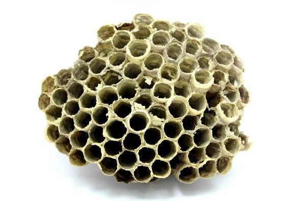 bee honeycombs