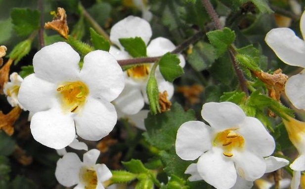 Bacopa