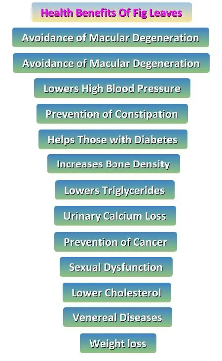 Benefits of Fig Leaves